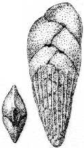 Bolivina cookei