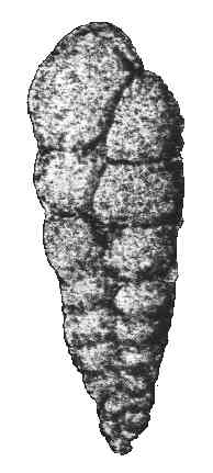 Bolivinopsis navarroana