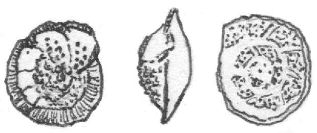 Cibicides truncana