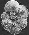 Foraminifer