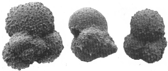 Globoconusa daubjergensis