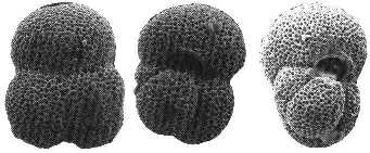Globigerina linaperta