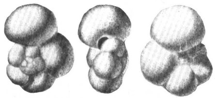 Morozovella pseudobulloides