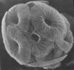 Nannofossil