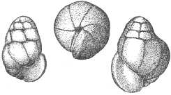Rotaliatina bulimoides