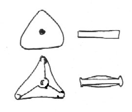 Triceratium sp.01